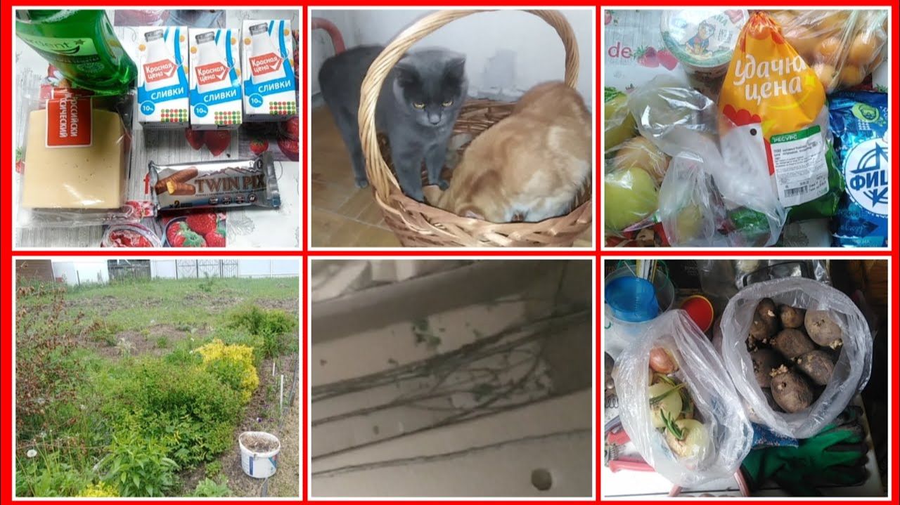 22-2023 Нашла на помойке корзину! Акция НЕакция в Магните. Ругаюсь с питомником... __ Elena Pero