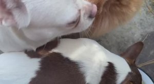 Огурчики все погрызли с удовольствием.