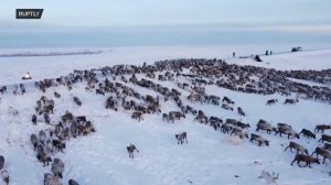 На Камчатке началась миграция северных оленей