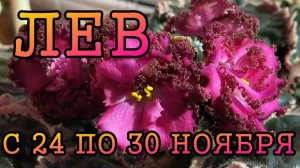 ЛЕВ таро прогноз на неделю с 24 по 30 НОЯБРЯ 2025 года.
