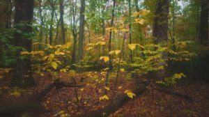 Дождливая осенняя прогулка на природе штата Джорджия, США. Звуки дождя для учебы и отдыха