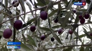 В Международном детском центре «Артек» прошёл оливковый фестиваль