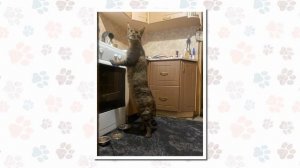 Лапы и хвосты: камышовый кот