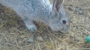 В ГОСТЯХ НА ФЕРМЕ. ЧАСТЬ 2