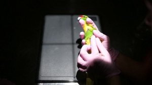 Как делать рентген птицам. Правильная фиксации птицы при проведении рентгенографии