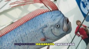 Трехметрового сельдяного короля, предвещающего беды, вынесло на берег Австралии