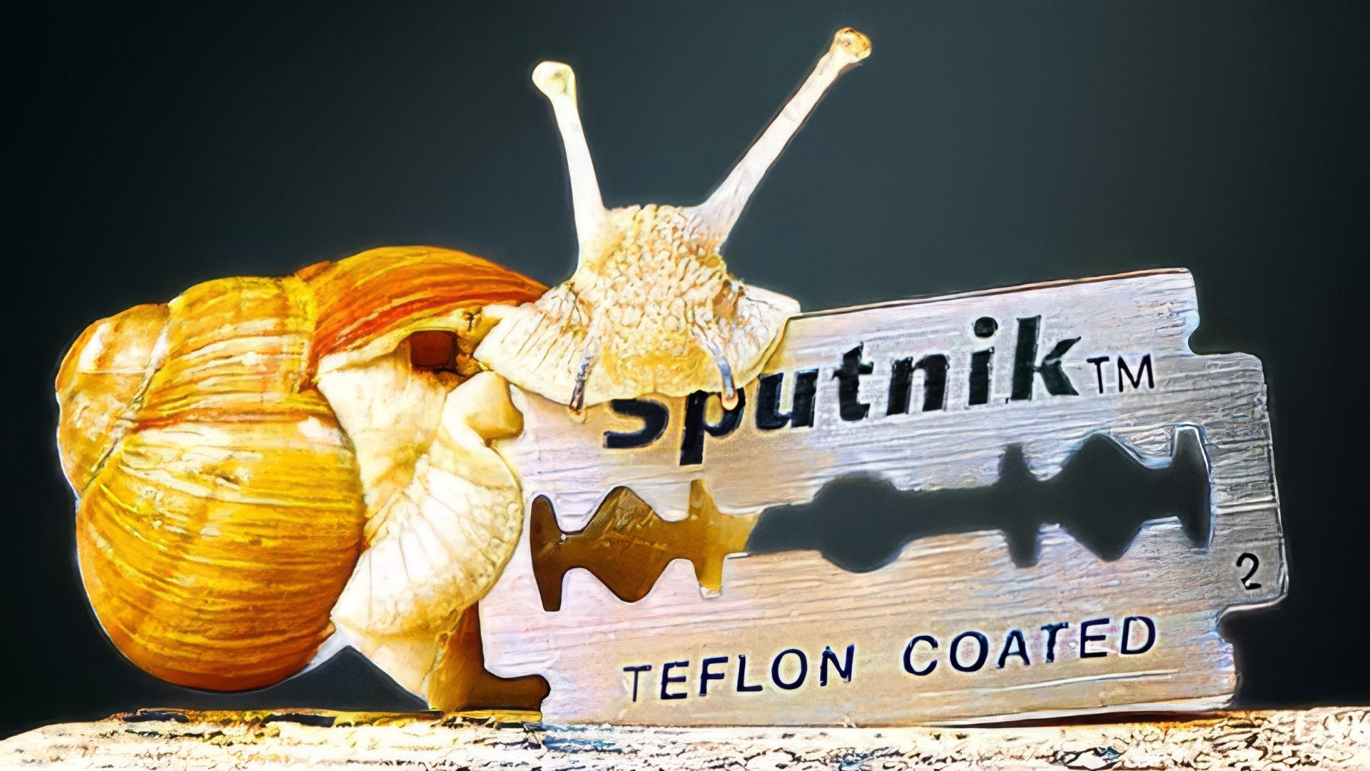 ЧТО БУДЕТ, ЕСЛИ ПУСТИТЬ УЛИТКУ ПО ЛЕЗВИЮ!