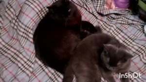 Отдыхают котики.