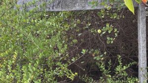 Гоа  в январе на самом красивом пляже ПАЛОЛЕМ