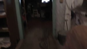 Утро.  Кошки балуются.  Ухожу на благовестие о кресте со Христом. 07. 11. 2025