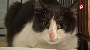 Доброе сердце 21.11.2025