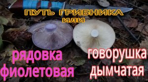 ПУТЬ ГРИБНИКА или РЯДОВКА ФИОЛЕТОВАЯ и ГОВОРУШКА ДЫМЧАТАЯ!
