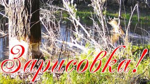 Зарисовка осень установил камеру на старице хотел снять как бобры валят деревья вот что получилось