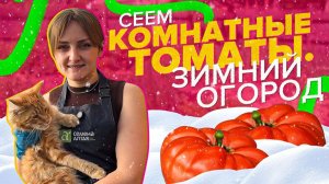 СЕЕМ ТОМАТЫ ДЛЯ ЗИМНЕГО ОГОРОДА