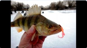 Первый лед 2025 Ловля окуня зимой на съедобную резину