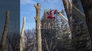 В городе продолжается обрезка деревьев