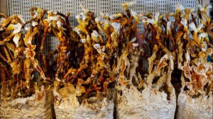 Рейши (Ganoderma) - гриб бессмертия, сбор и подготовка. Грибная ферма Micella.