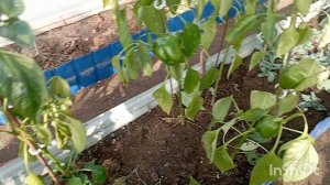 ✅Пятница. Дача.Огород.21.11.25.