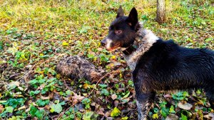 С АЙКОЙ В НОЫХ УГОДЬЯХ. БЕЛКИ, ЕНОТЫ.