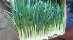 Лук зелень перо Левенцовка. Ростов-на-Дону.  Лук зелень салатная