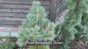 Pinus koraiensis Ussuri