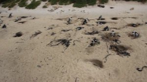 ЮАР. Саймонстаун. Пляж Боулдерс! Колония пингвинов!