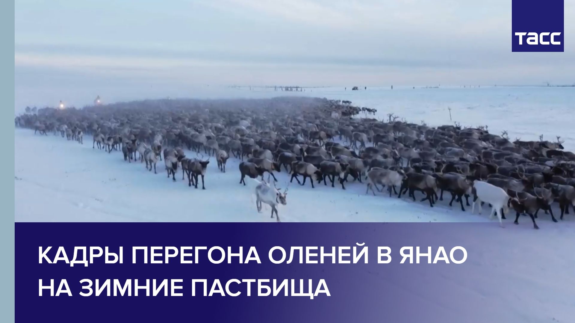 Кадры перегона оленей в ЯНАО на зимние пастбища