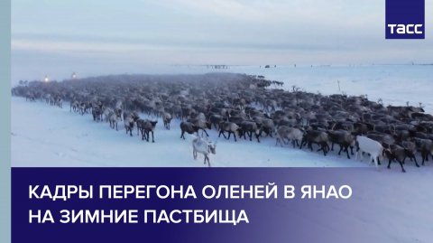 Кадры перегона оленей в ЯНАО на зимние пастбища