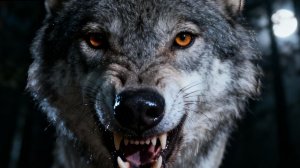 Волк Серый хозяин дикой природы Авторский рассказ Реальный сюжет