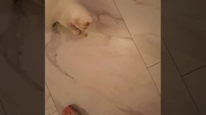 Ну вот, дождались🥰. Ромик😘. Чутьё не подвело, просто все мы очень разные. От дороги из обстреливае