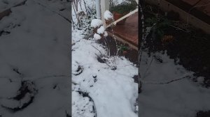 Осенняя обрезка гортензии и подготовка её к зиме