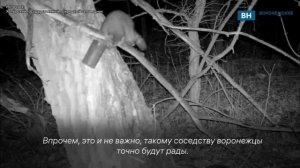 В Хопёрском заповеднике Воронежской области обнаружили второго енота