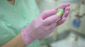 Как проверить упитанность попугая