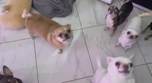 Оладушки все очень даже любят.