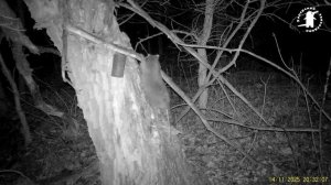 Еноты у кормушки