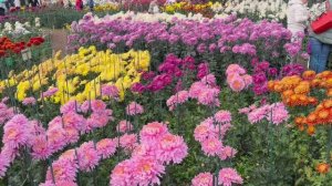 Пять минут хризантемового безумия в Никитском ботаническом саду Ялты