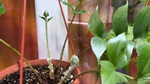 Папоротник Циртомиум серповидный.