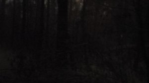 В лесу: разбираемся что происходит на Украине информационная повестка «золотых унитазов» перебивется