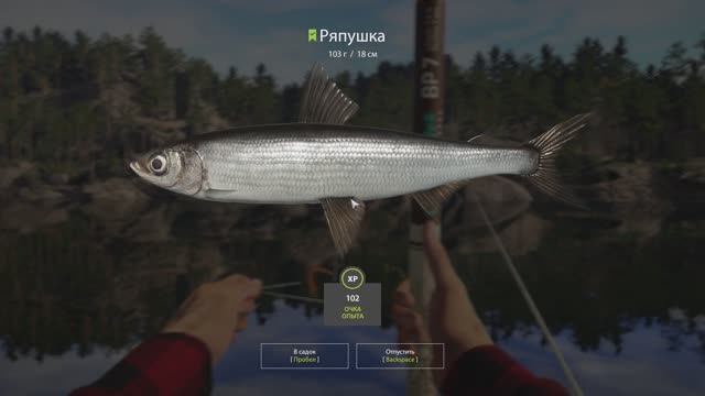 РР4 Куори. Ряпушка.