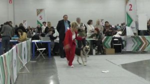 Калужский Витязь Юнона