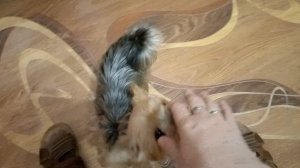 Фея очень внимательный и разумный член семьи