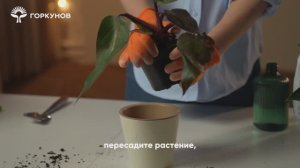 Спасение филодендрона - инструкция