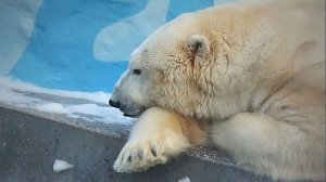 Белый медведь Кай решил покончить с купальным сезонам и предпочитает поваляться в снегу.