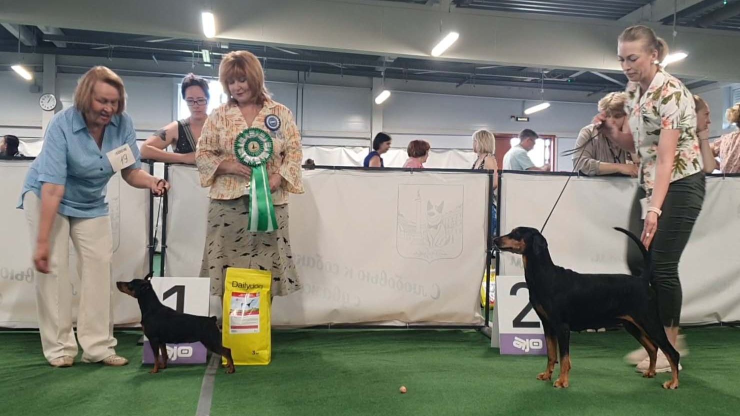 20.07.2025, СПб. Клуб "Фортуна" (РКФ, РФСС). Монопородная выставка ПИНЧЕР/ЦВЕРГПИНЧЕР