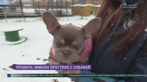 Как правильно подобрать одежду для собаки на зимнюю прогулку