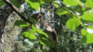 Воробьиха (самка воробья) кормит своего птенца