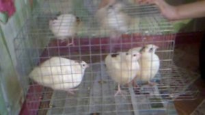 6.10.2016г.   Первое купание 🐥🐥🐥  ПЕРЕПЕЛОВ!!!   Часть 1.!!!