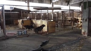 КРАЕВОЙ ЗАКОН, ДОПУСКАЮЩИЙ ЭВТАНАЗИЮ АГРЕССИВНЫХ СОБАК, ПРИНЯТ ВО ВТОРОМ ЧТЕНИИ