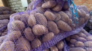 Картофель оптом Левенцовка. Ростов-на-Дону | Платина