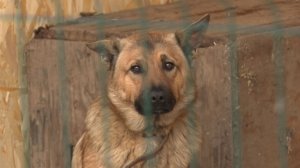 Служба ветеринарии Иркутской области. "ГОРИЗОНТ СОБЫТИЙ" от 21.11.2025